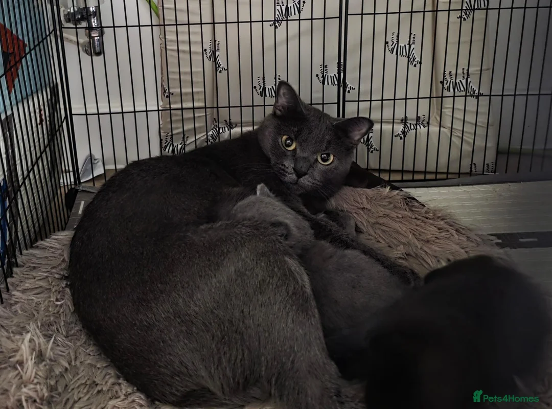 Russian Blue cats for sale: Russian blue mixed  - Advert 1