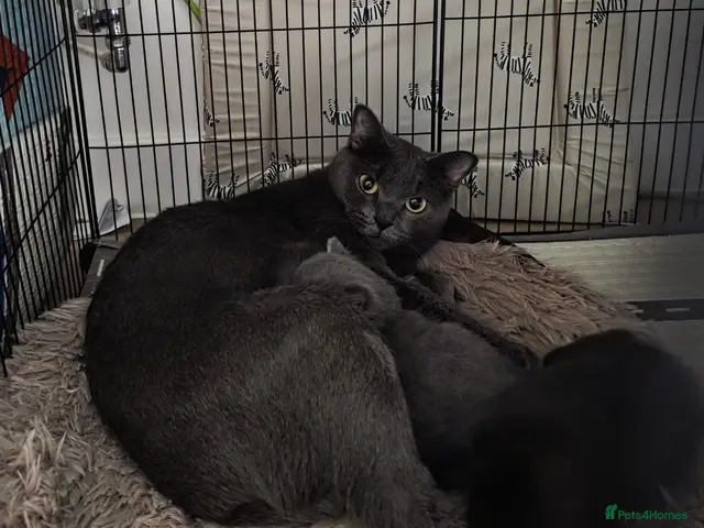 Russian Blue cats for sale: Russian blue mixed - Advert 3