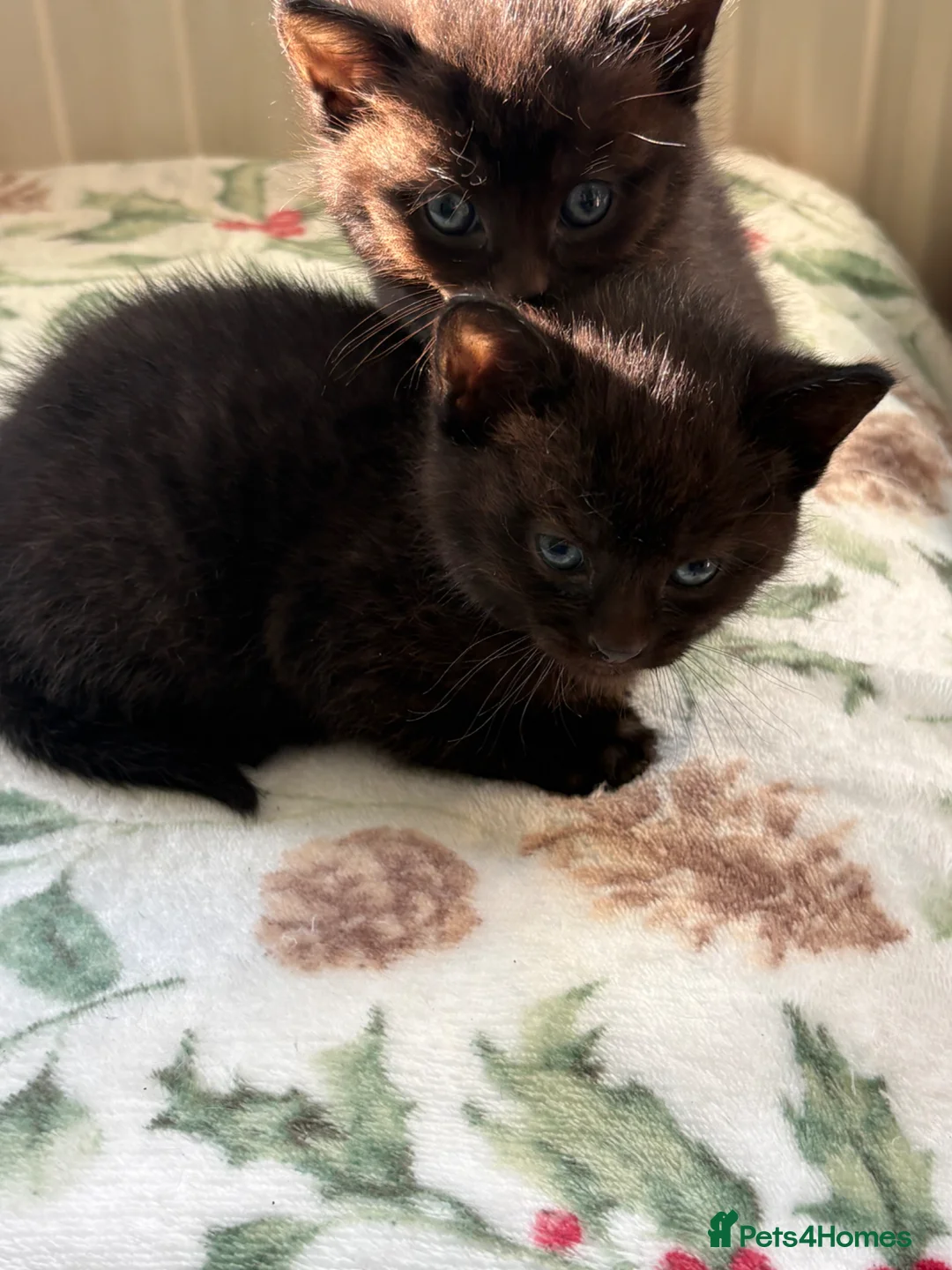 Mixed Breed cats for sale: Lovely black kittens  - Advert 2