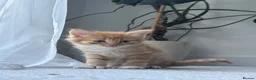 Mixed Breed cats for sale: Beautiful Kittens Looking for Their Forever Home - Advert 19