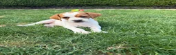 Pointer dogs for sale: Pointer pups | Working & Champion Bloodlines  - Advert 9