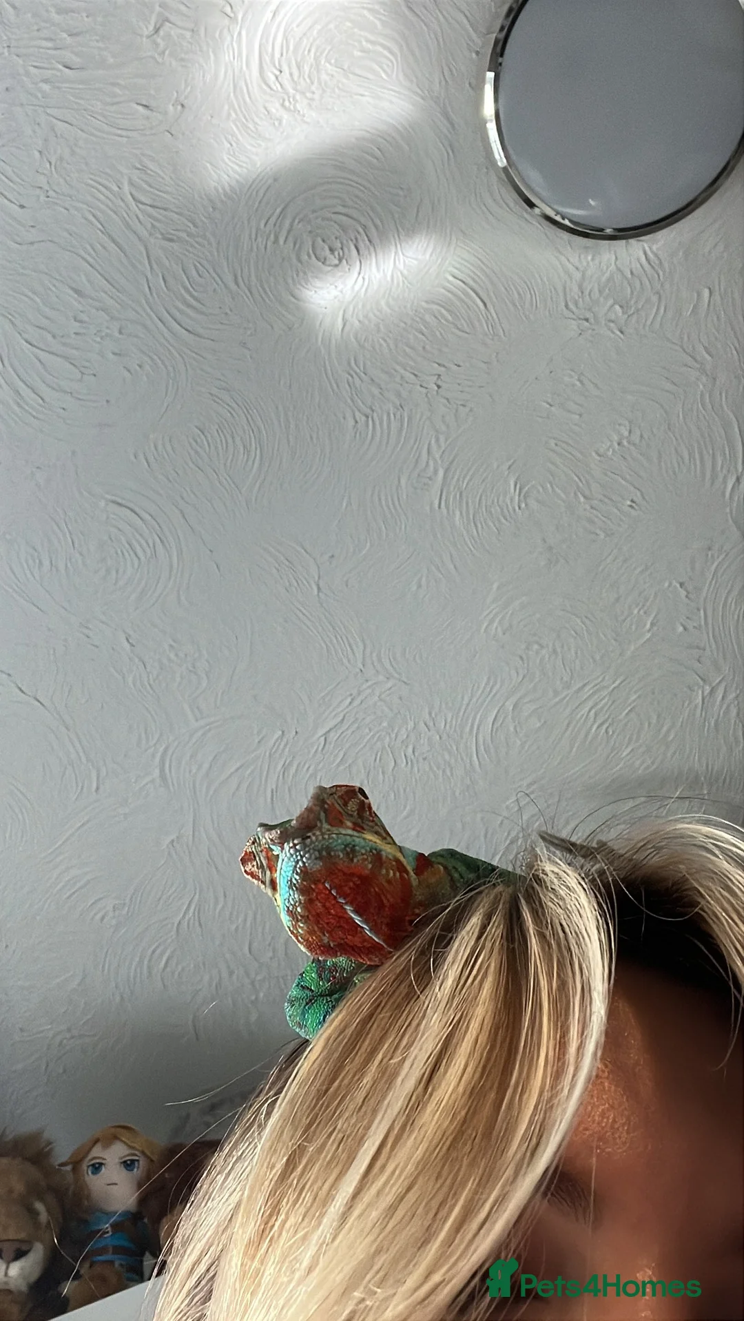 Chameleon reptiles for sale: Ambanja chameleon with full set up  in Luton - Advert 2