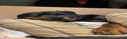 Rottweiler dogs for sale: Beautiful litter from Roxy & Tyson  in Saint Helens - Advert 3