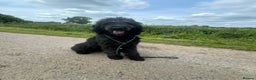 Mixed Breed dogs for sale: Ready now - F1 Irish Wolfadoodle - Advert 15