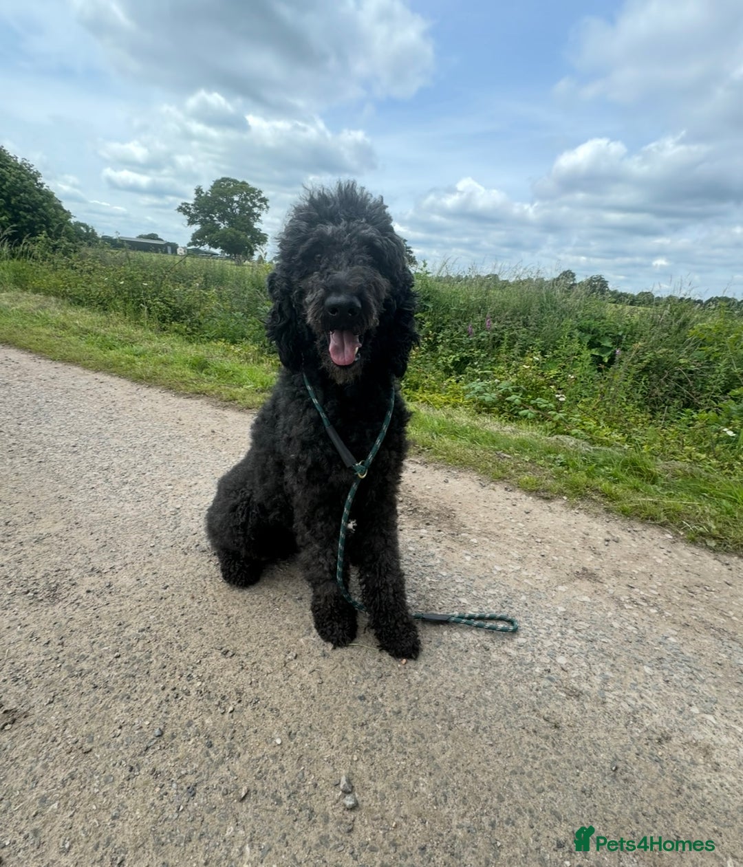 Mixed Breed dogs for sale: Ready now - F1 Irish Wolfadoodle - Advert 15