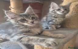 Maine Coon cats for sale: Beautiful Maine Coon kittens  - Image 6