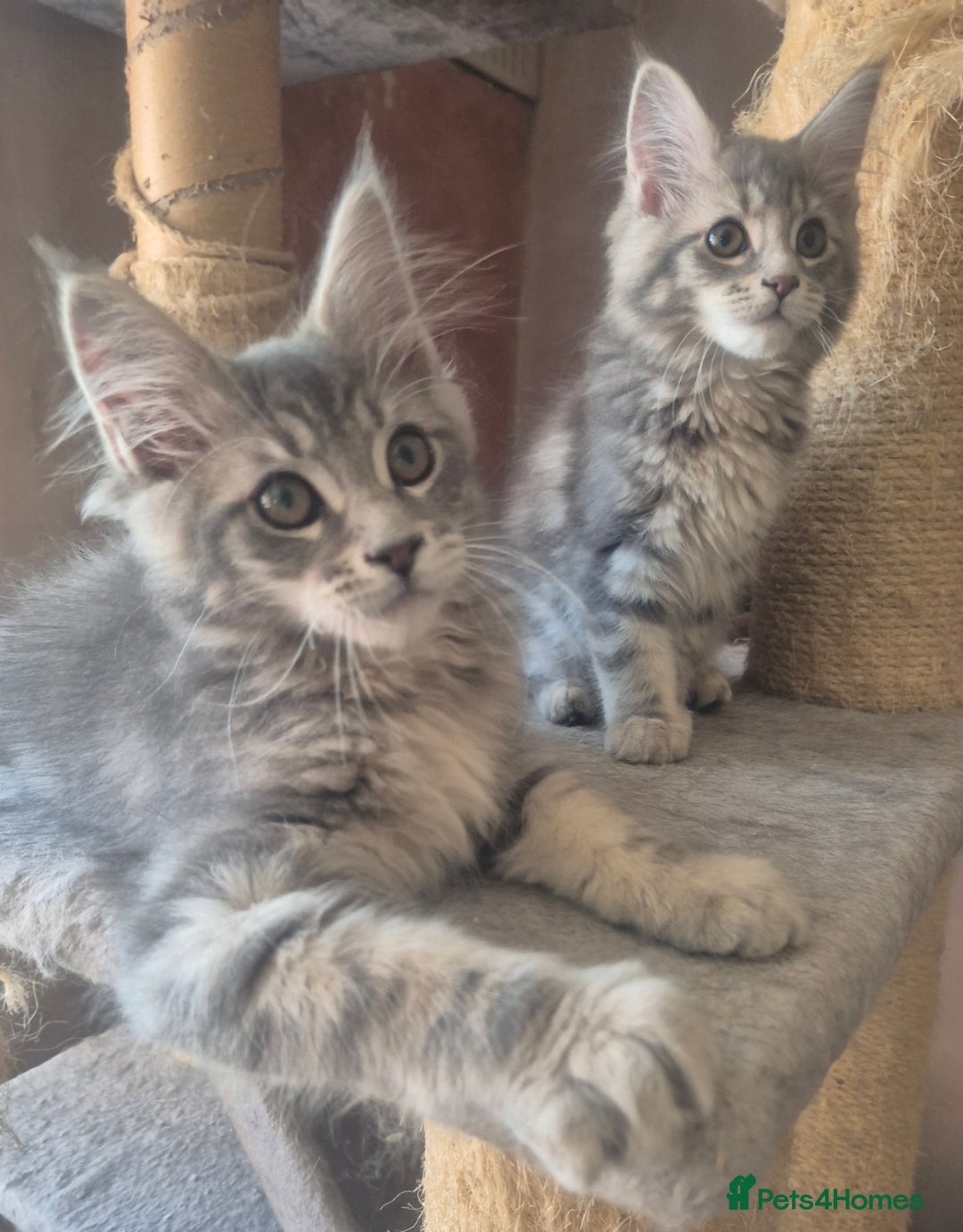 Maine Coon cats for sale: Beautiful Maine Coon kittens  - Image 6