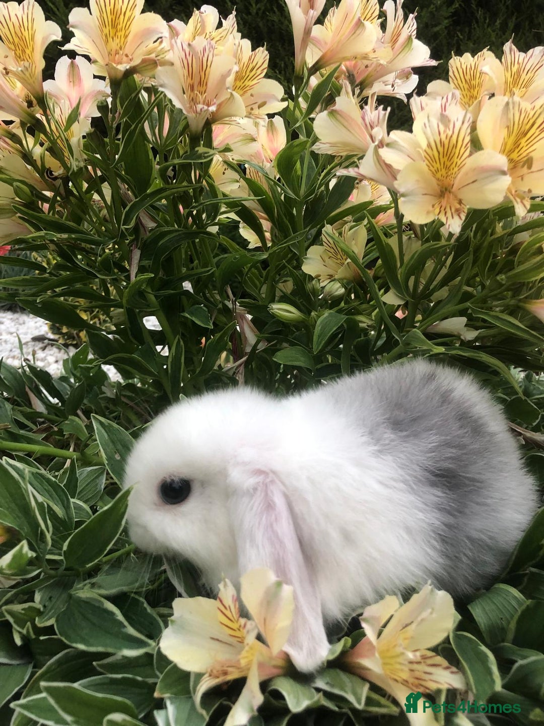 Mini Lop rabbits for sale: gorgeous friendly mini lops £75 - Image 3