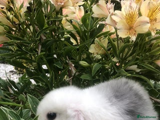 Mini Lop rabbits gorgeous friendly baby mini lops £75 - Advert 14