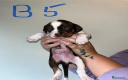 Mixed Breed dogs for sale: Puppies - Image 4