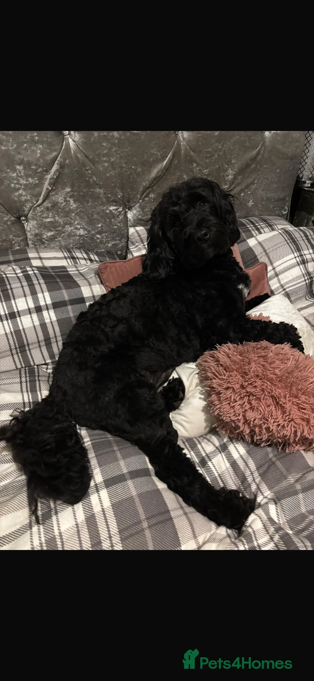 Cockapoo dogs for sale: Beautiful Cockapoo puppies  - Advert 2