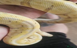 Python Snake reptiles for sale: Ball pythons for sale - Image 8