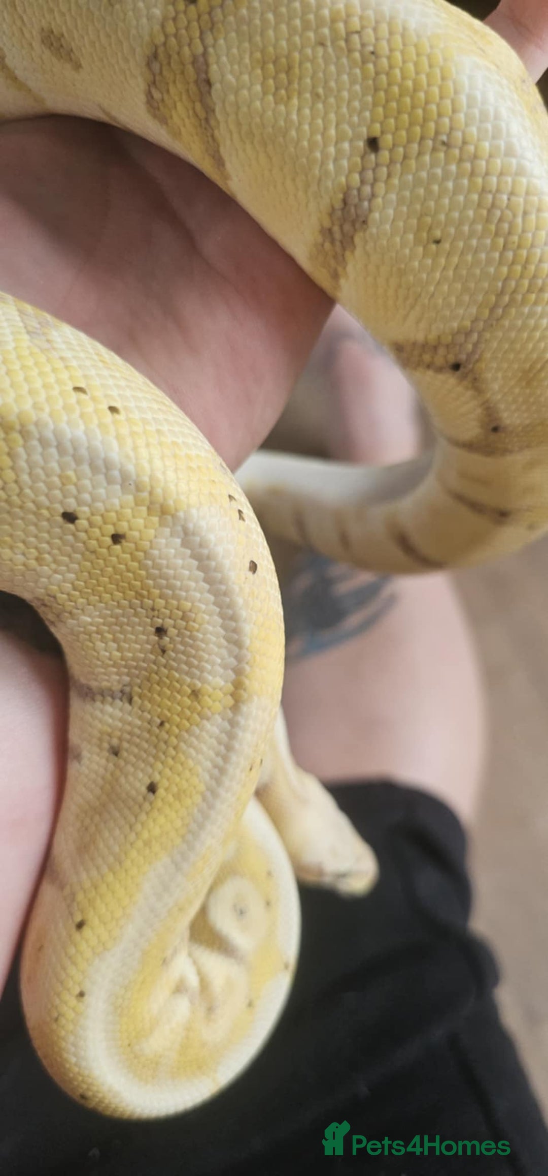 Python Snake reptiles for sale: Ball pythons for sale - Image 8