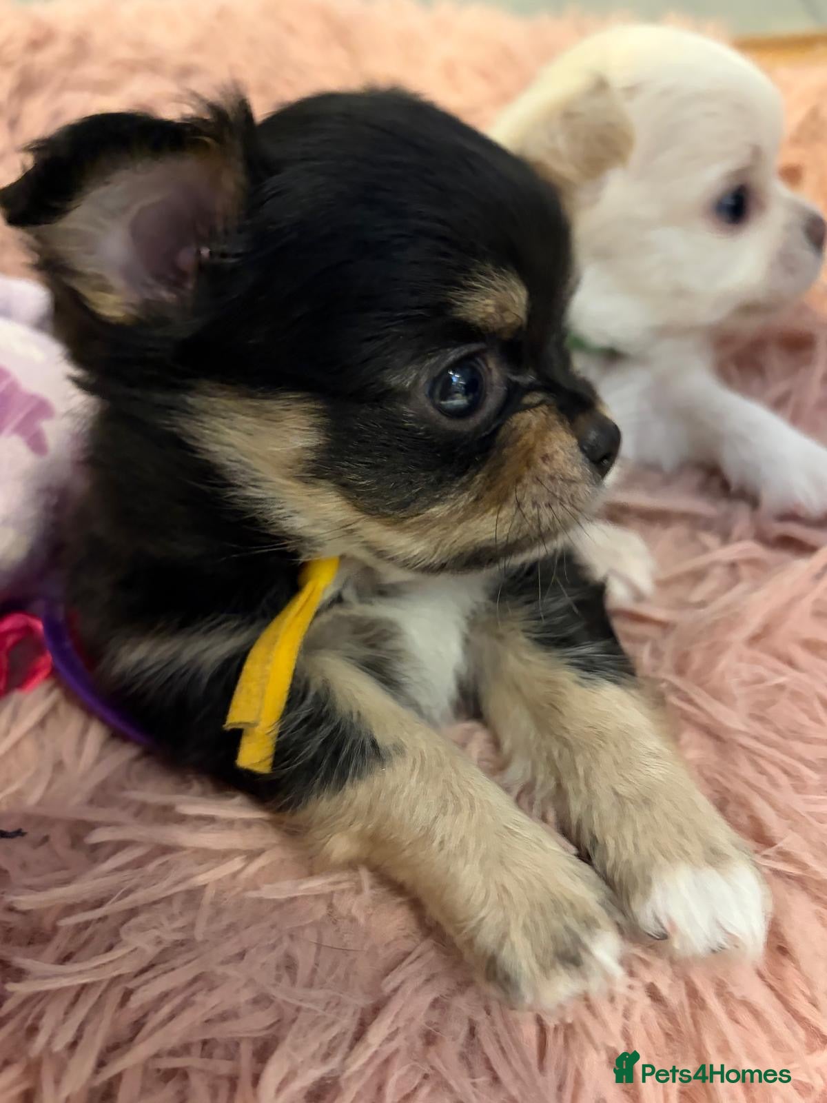 Chihuahua dogs 1 TINY KC REG boy ready to go to new home now - Advert 1