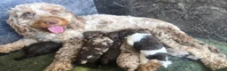 Cockapoo dogs for sale: Beautiful F1b Minature Cockapoos - Advert 6