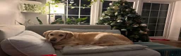 Golden Retriever dogs for sale: Golden retriever puppies - Advert 2