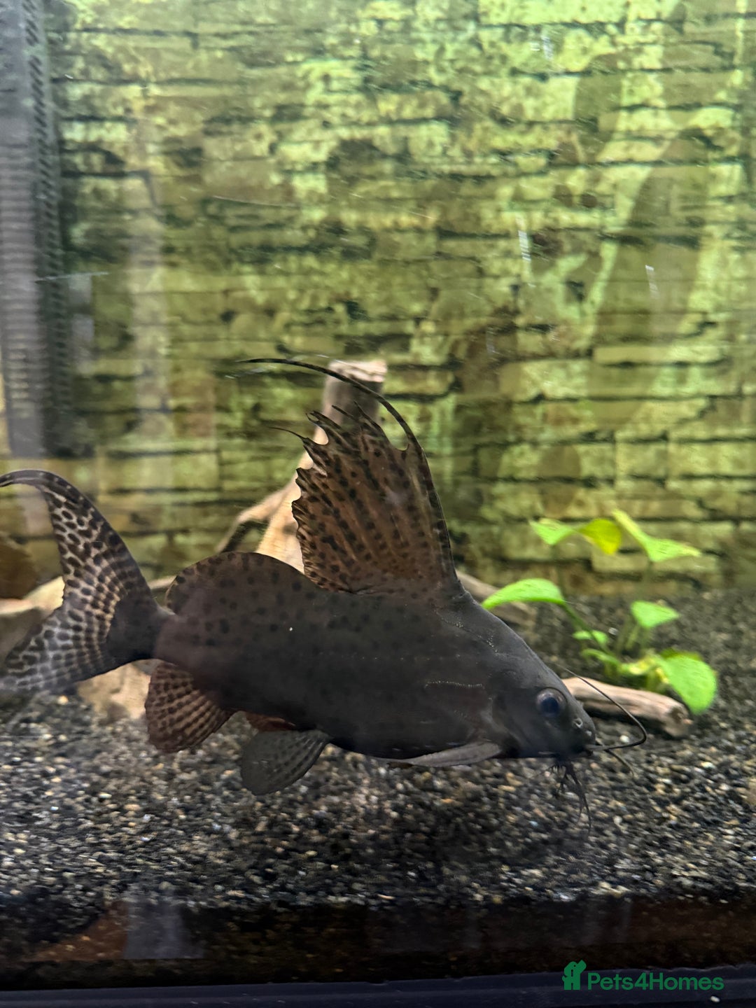 Catfish fish for sale: Tropical fish for sale - Advert 3
