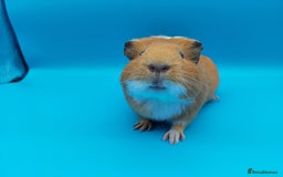 Guinea Pig rodents for sale: Guinea Pig Sow Female (red and white smooth) - Advert 3
