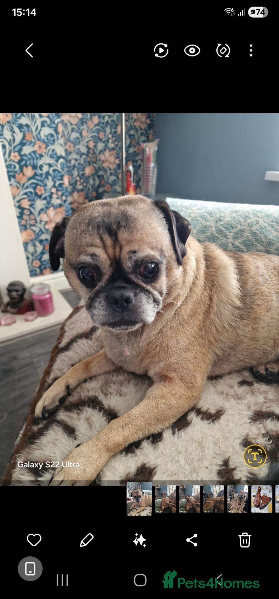 Jug dogs Pug Jack Russell  - Advert 4