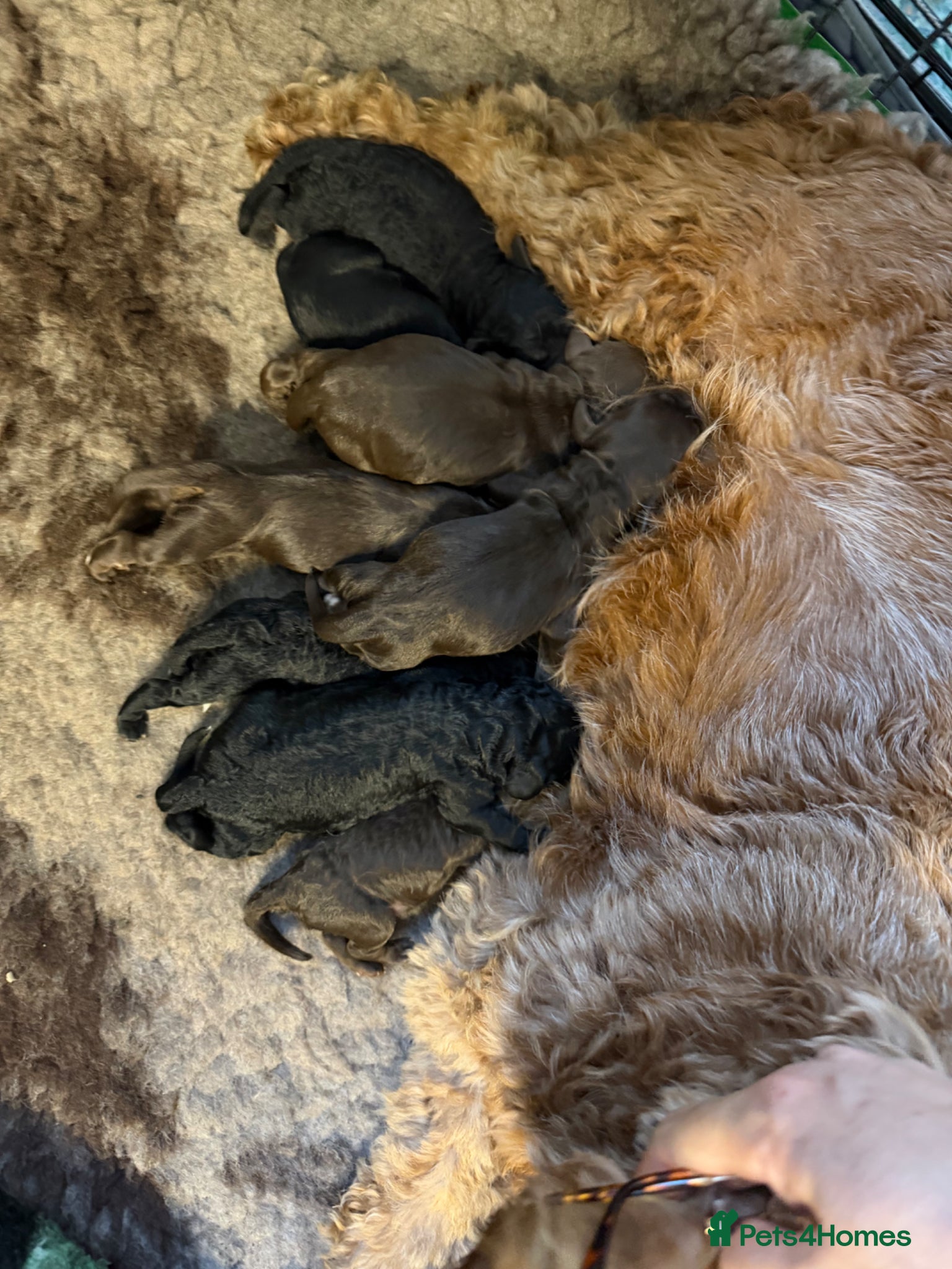 Cockapoo dogs F2 Miniature Cockapoos - Advert 15