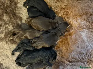 Cockapoo dogs F2 Miniature Cockapoos - Advert 15