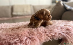 Cockapoo dogs for sale: F1B Miniature cockapoo puppies🌟DNA health checked - Image 7