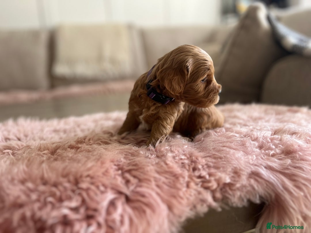 Cockapoo dogs for sale: F1B Miniature cockapoo puppies🌟DNA health checked - Image 7
