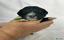 Bernedoodle dogs for sale: F1 standard Bernedoodle puppies. Licensed breeder - Image 6