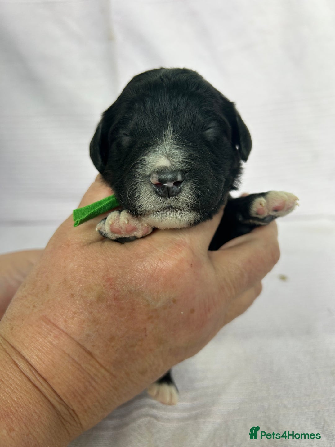 Bernedoodle dogs for sale: F1 standard Bernedoodle puppies. Licensed breeder - Image 6