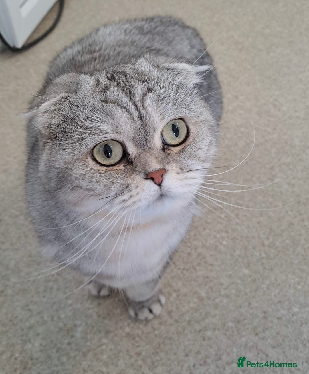 Scottish Fold cats for sale: Loving Home Wanted for Stunning Scottish Fold Girl - Image 2
