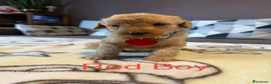 Red Boy