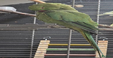 Ringnecks birds - Advert 9