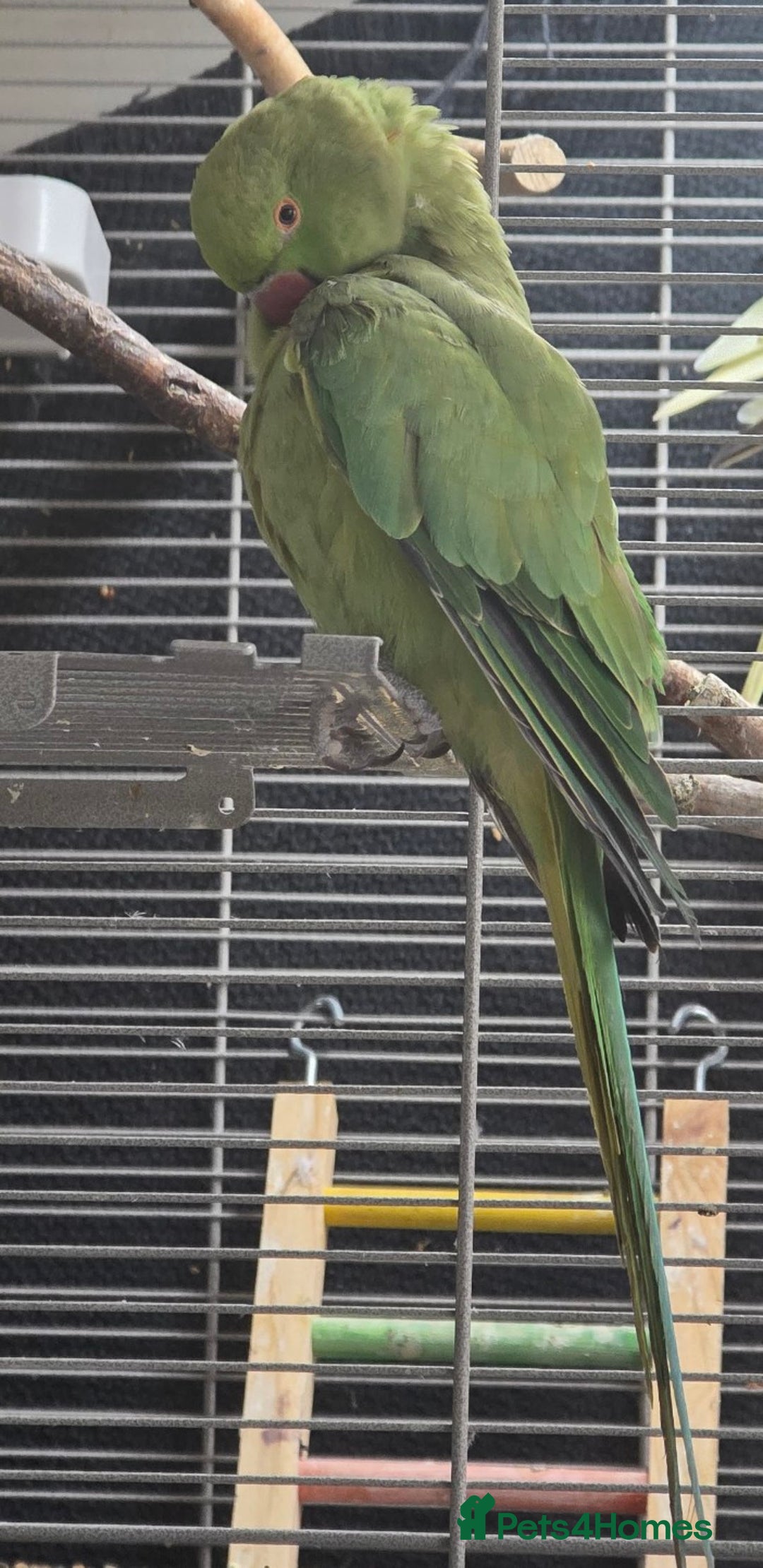 Ringnecks birds for sale: *PBFD Positive* Indian Ringneck 18 month old male - Image 2