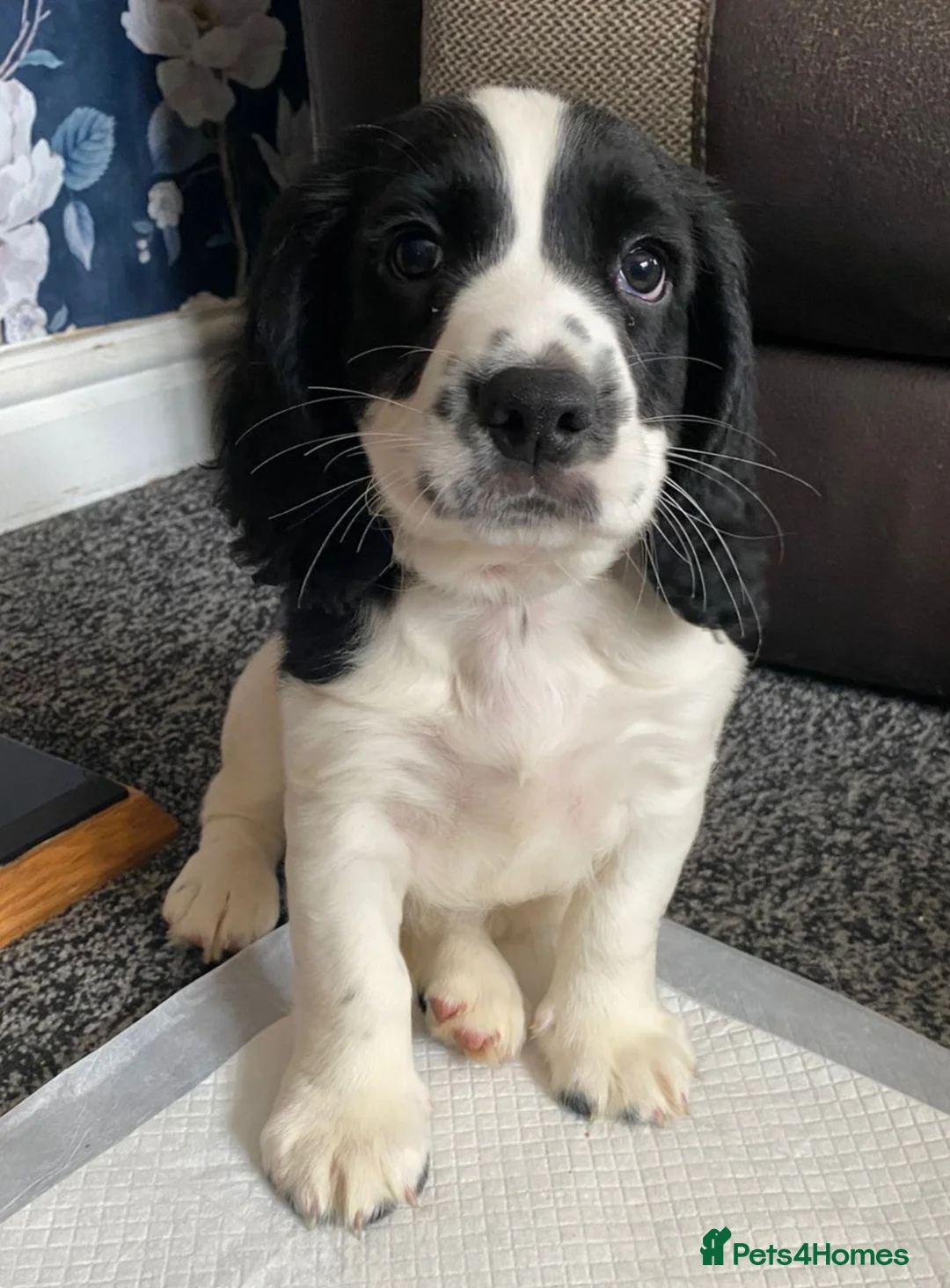 Sprocker dogs for sale: Sprocker Spaniel Puppy for sale - Advert 2