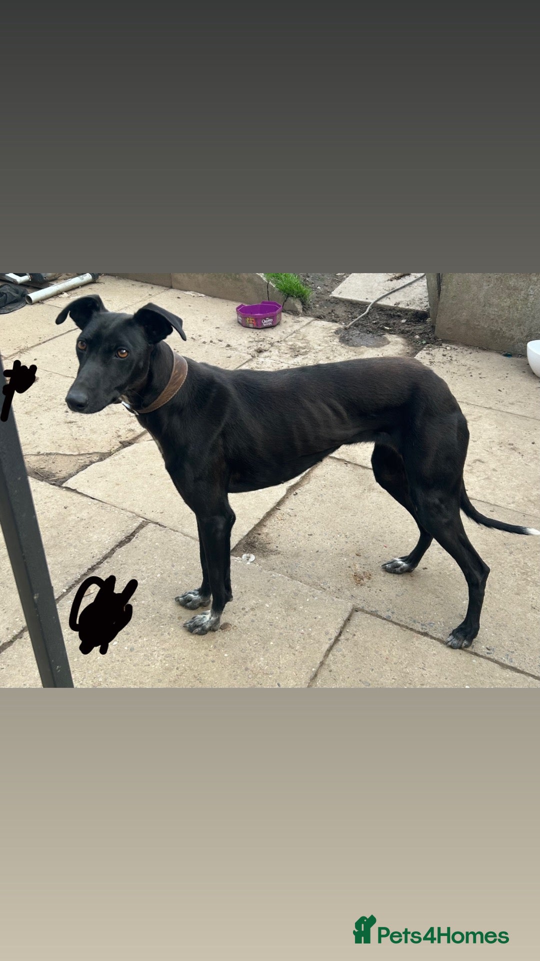 Mixed Breed dogs Black male greyhound - Advert 4