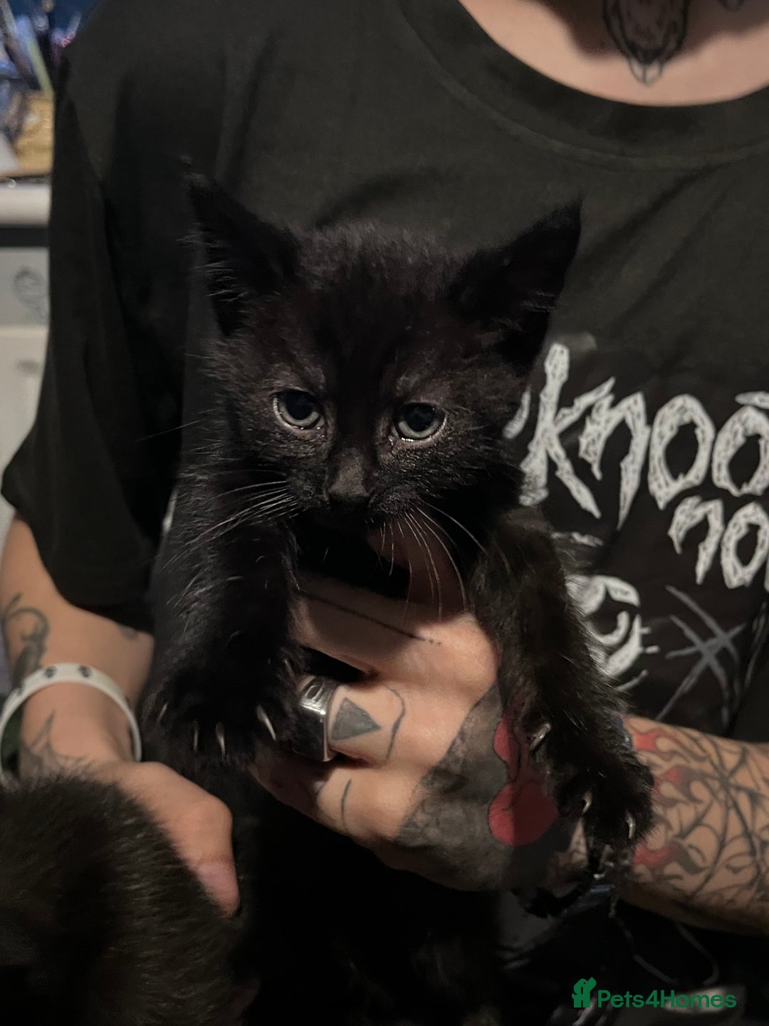 British Shorthair cats for sale: FREE 3 black kittens  - Image 4