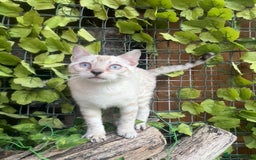 Bengal cats for sale: Two incredibly friendly TICA reg kittens  in Darwen - Image 1
