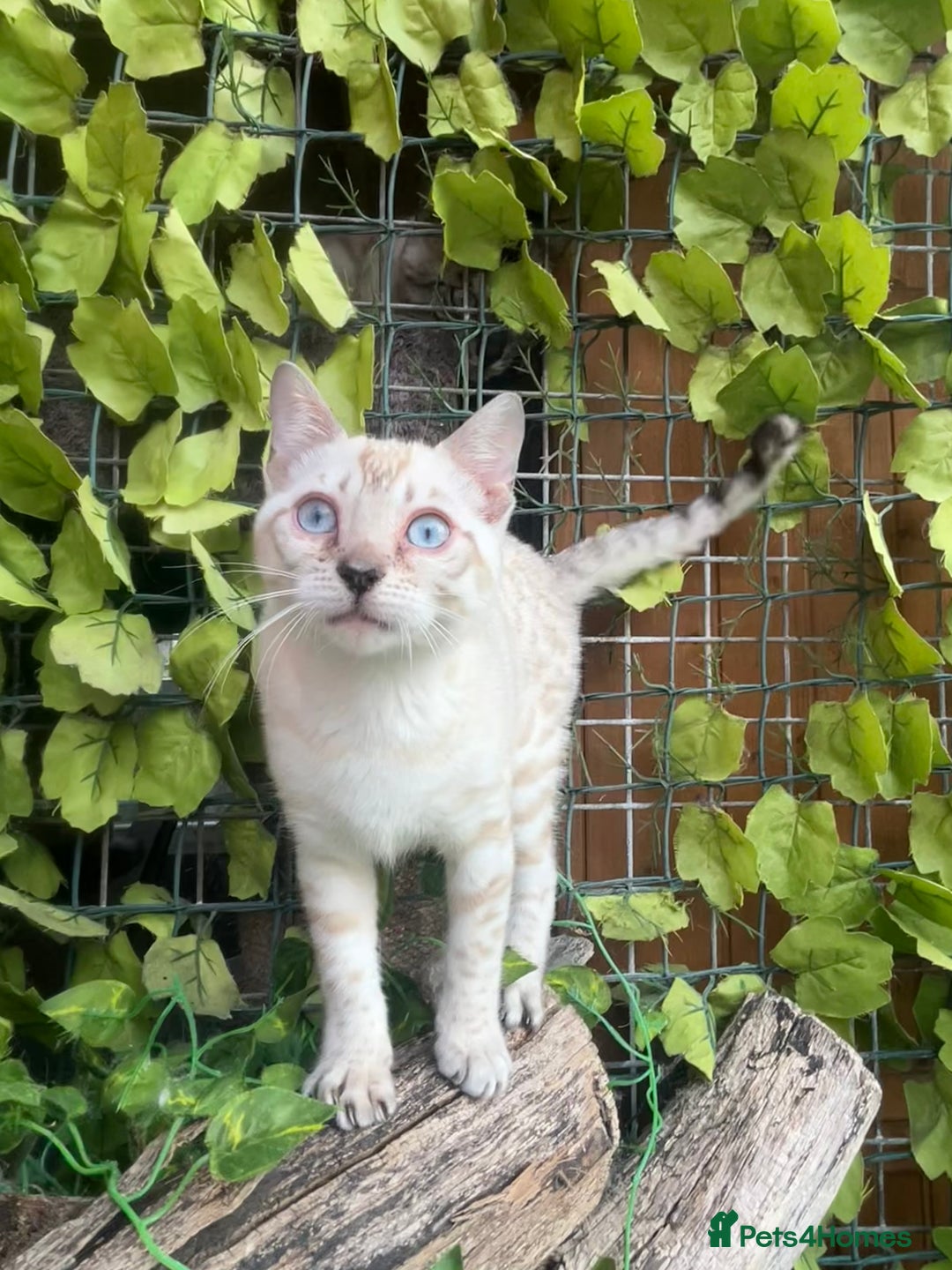 Bengal cats for sale: Two incredibly friendly TICA reg kittens  in Darwen - Image 1