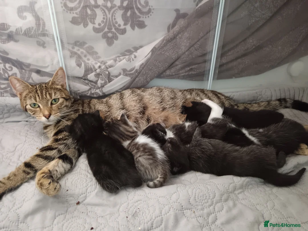 Mixed Breed cats for sale: Tabby kitten - Advert 1