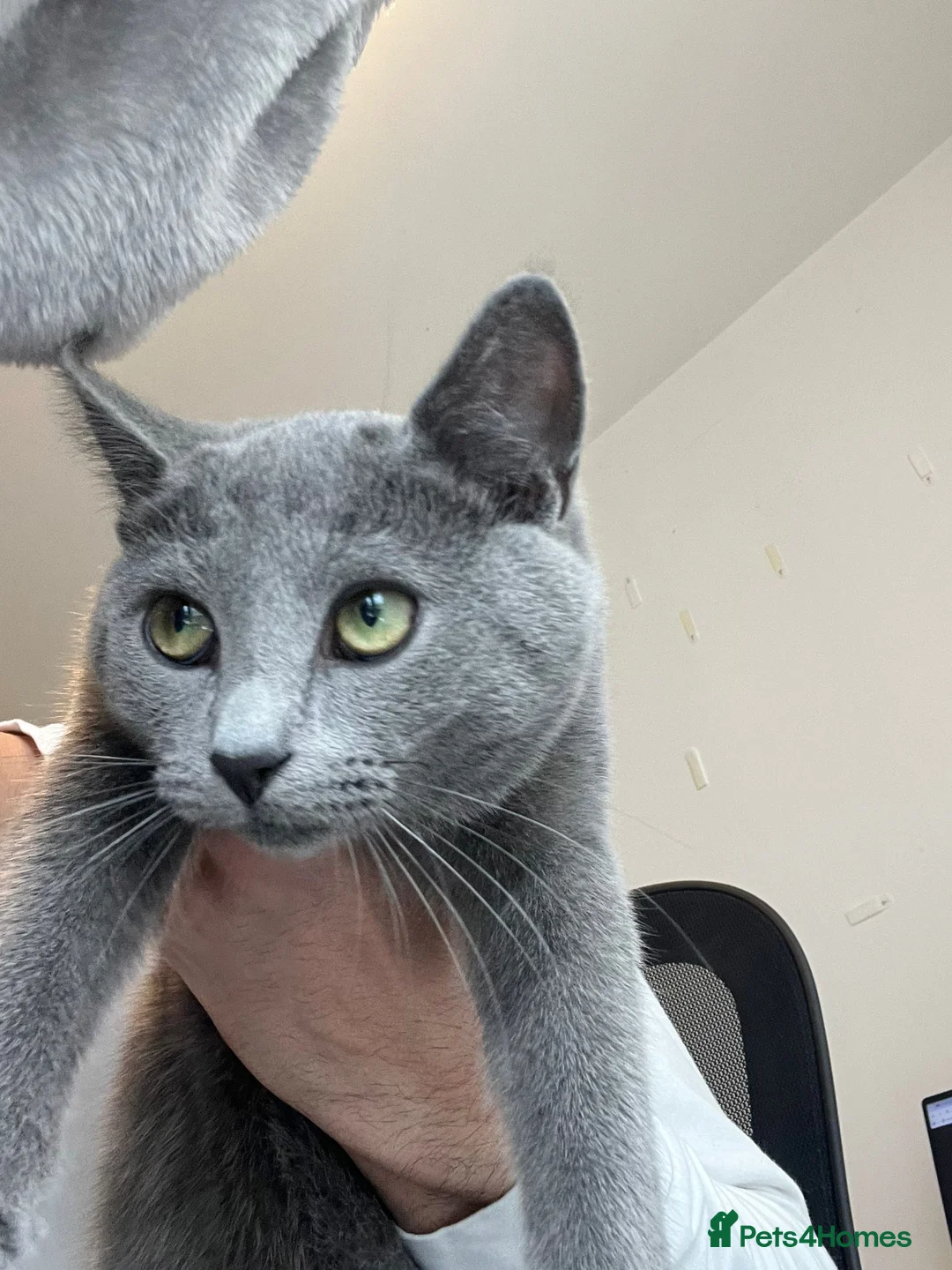 Russian Blue cats for sale: TICA Registered Russian Blue Kitten in London - Advert 2