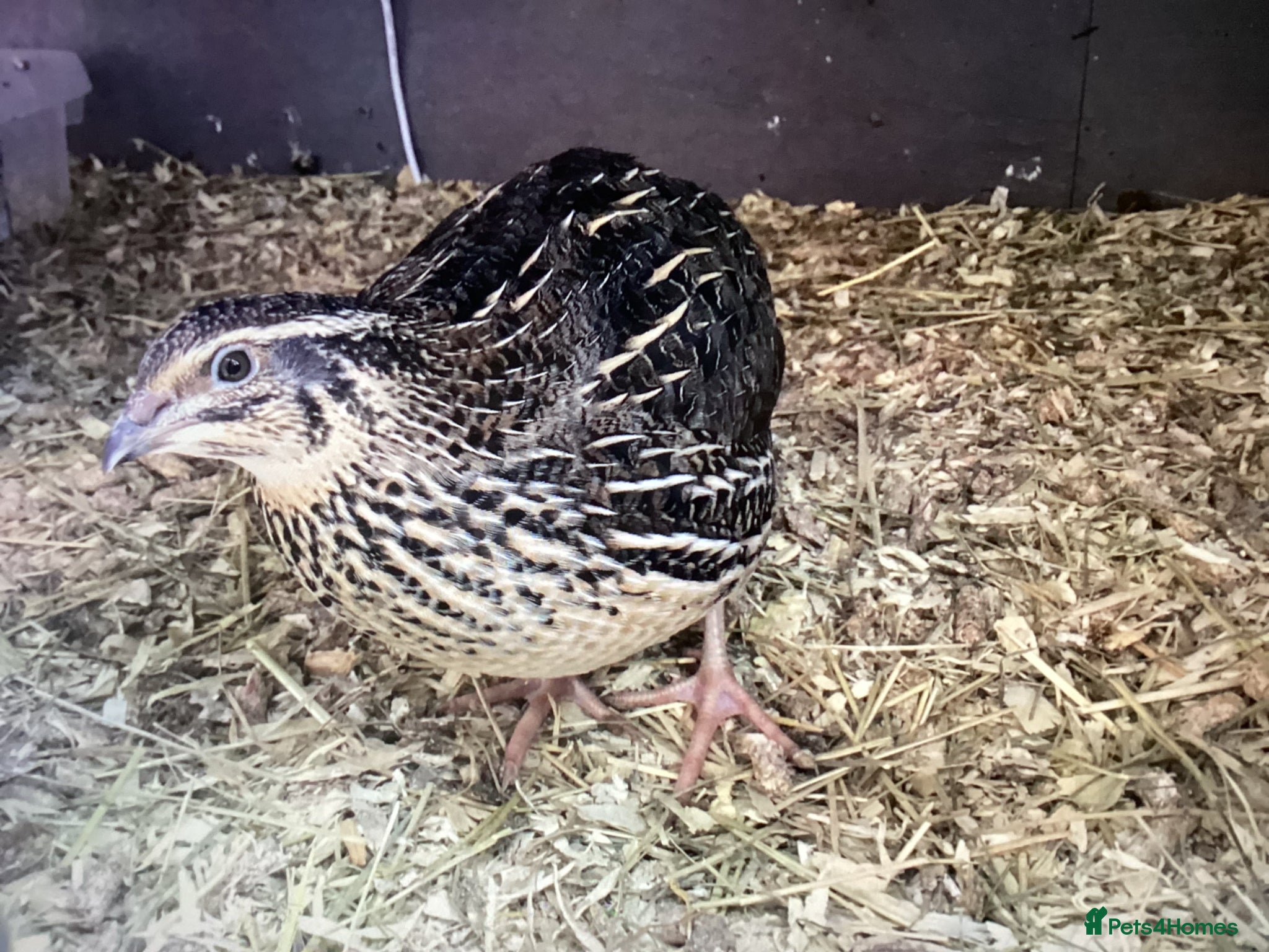 Quail poultry 3 FEMALE COTURNIX QUAILS - Advert 18
