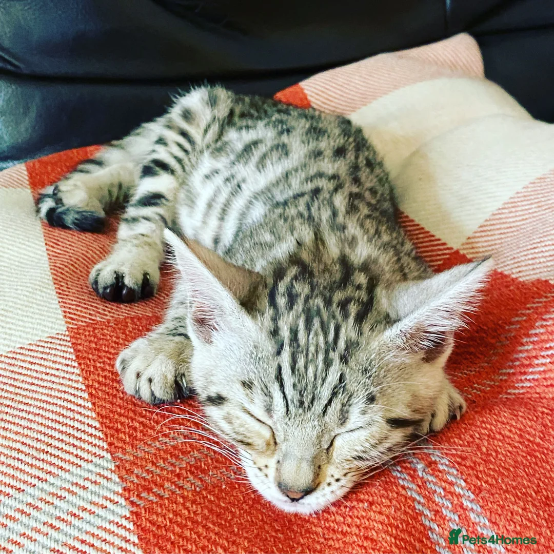 Bengal cats for stud: Stunning Male Bengal Stud 🌟TICA REGISTERED🌟 in Wolverhampton - Advert 9