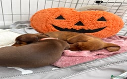 Miniature Dachshund dogs for sale: 2 female miniature dachshunds  - Image 3