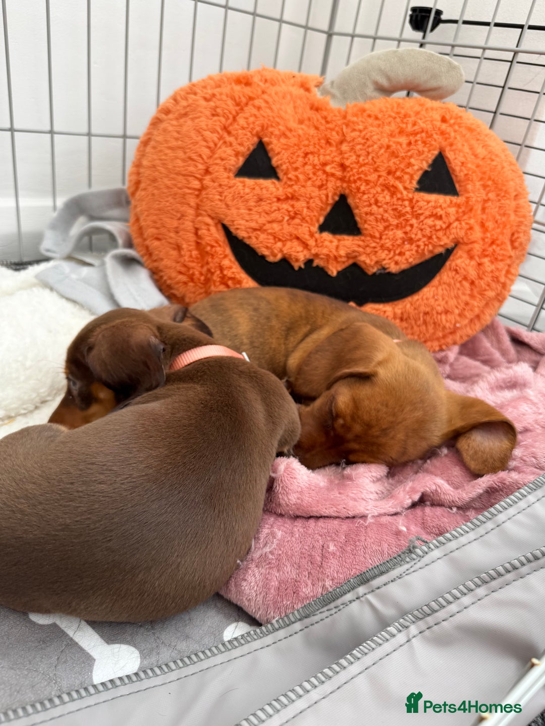 Miniature Dachshund dogs for sale: 2 female miniature dachshunds  - Image 3