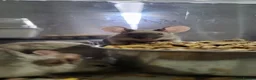 Mouse rodents for sale: Male Mice - Advert 1