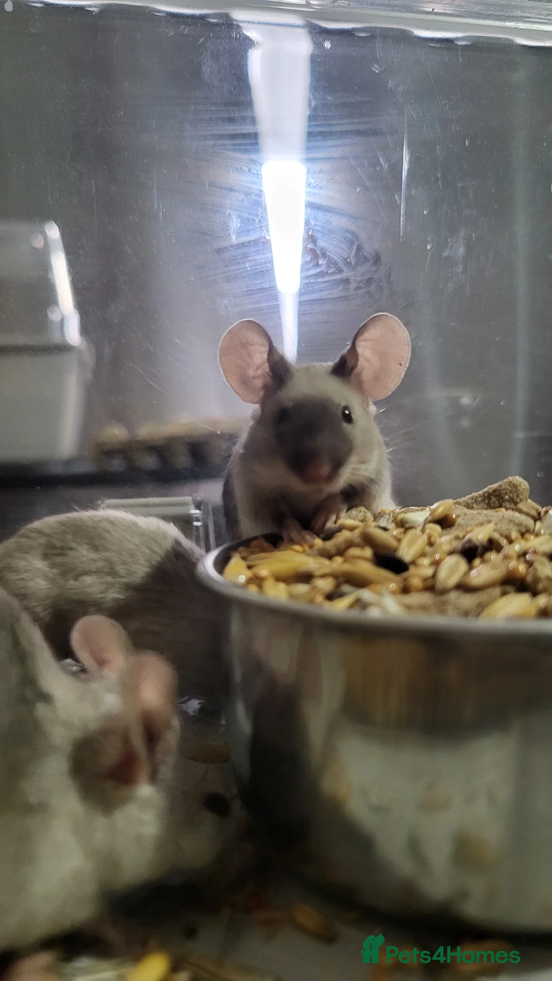 Mouse rodents for sale: Male Mice - Advert 1