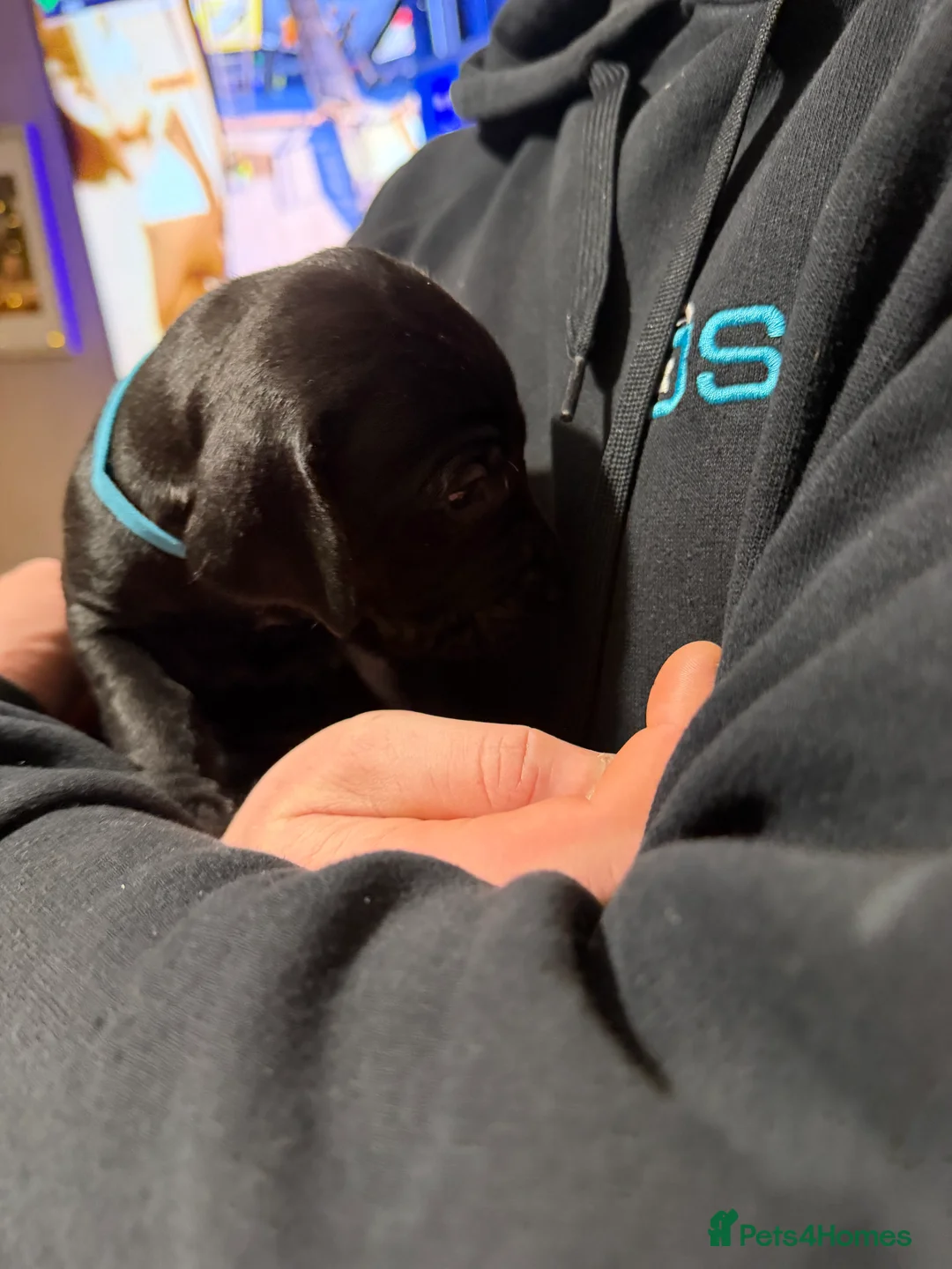 Mixed Breed dogs for sale: Vizmaraner puppies  - Advert 17