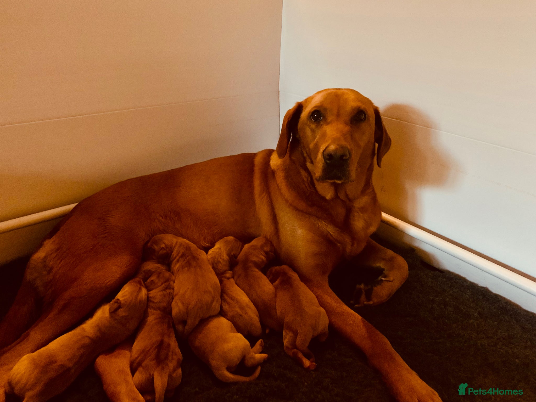 Labrador Retriever dogs for sale: KC reg health-tested Fox Red lab pups home raised - Advert 3