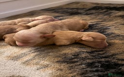 Mixed Breed dogs for sale: Cavapoochon  - Image 9