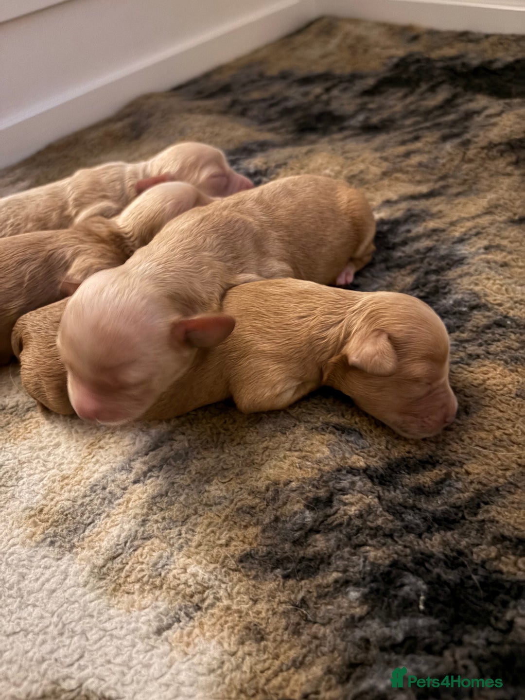 Mixed Breed dogs for sale: Cavapoochon  - Image 9